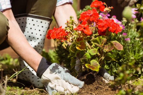 A person wearing gardening gloves is planting bright red geraniums in a well-maintained garden bed surrounded by various flowering plants and green foliage. The garden features a neatly edged lawn with lush, dense grass, and a paved pathway partially visible in the background. The scene depicts a tidy outdoor space likely part of a residential garden in Enfield, with natural sunlight illuminating the vibrant colours of the flowers and contributing to an inviting atmosphere. The person appears to be engaged in garden maintenance or planting, supported by the presence of gardening tools nearby. The environment reflects a healthy, landscaped yard with a combination of blooming flower beds, trimmed shrubs, and a well-kept lawn, demonstrating professional garden care that Lawn Mowing Enfield offers for local homeowners aiming for a beautiful outdoor setting.